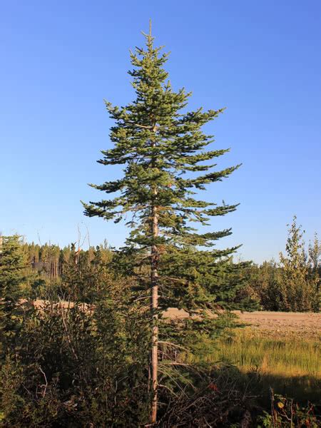 Abies Fraseri Fraser Fir Mountain Balsam She Balsam Off