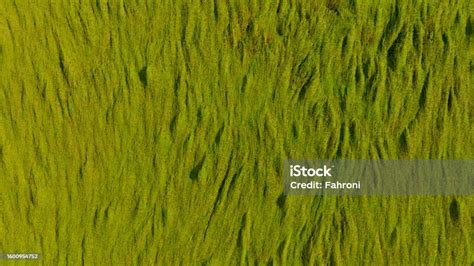 Aerial View Of Green Rice Field Texture Background Rice Plants Bend