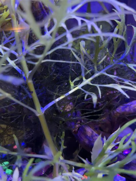 Platy Fry Raquariums