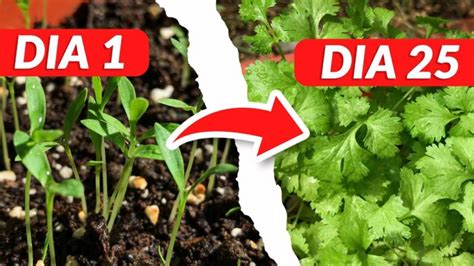 Guía para saber cuándo sembrar cilantro Actualizado enero 2025