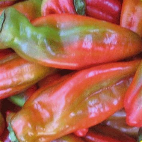 Sweet Pepper Seeds Cubanelle