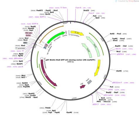 Addgene PET Biotin His6 GFP LIC Cloning Vector H6 MsfGFP