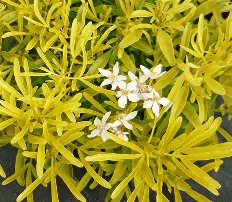 Choisya Ternata Aztec Gold ‘hilgold ↕ 1m ↔ 12m Feuilles Fines