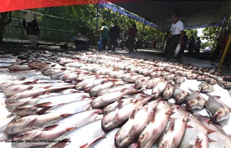 Data Produksi Ikan Patin Di Indonesia 2012 2022 Dataindonesia Id