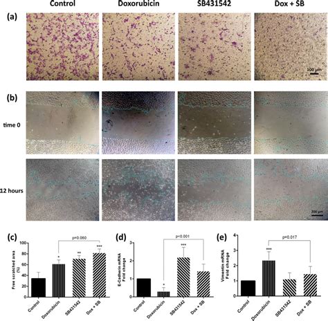 A Transwell Migration Assay Of B16 F10 Cells Pretreated With The Study