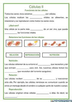 Funciones de las células Idioma español o castellano Curso nivel