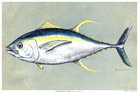 Yellowfin Tuna Watercolor Illustration On Behance