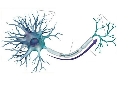 Diagram Of Chapter 2 Motor Neurons Diagram Quizlet