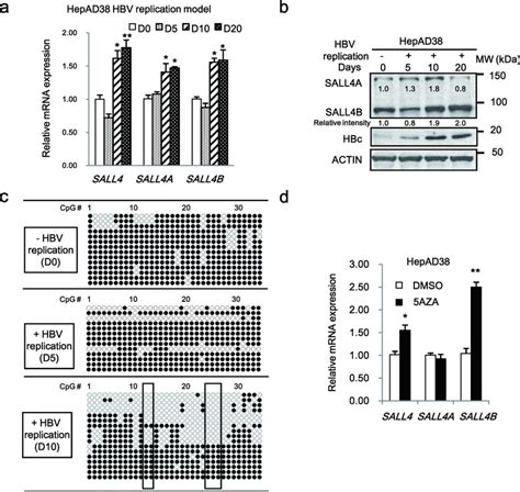 Hbv Replication Induces Dna Demethylation Of Sall In Hepad Cell Line