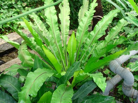 Asplenium Antiquum Makino