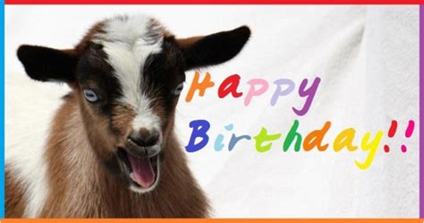 Baby Goat Birthday Card Happy Birthday Wishes With Goats Page 2