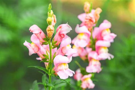 Snapdragon Flower Meaning