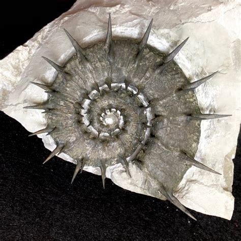 Ammonite Eteromorfo Su Matrice Originale Crioceratites Catawiki