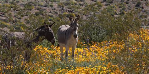 Fort Mojave Indian Tribe Visit Arizona