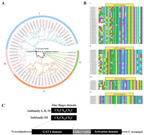 Ijms Free Full Text Genome Wide Identification Evolution And Expression Pattern Analysis