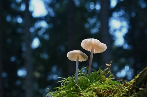 Mushrooms Moss Helmetlings Free Photo On Pixabay