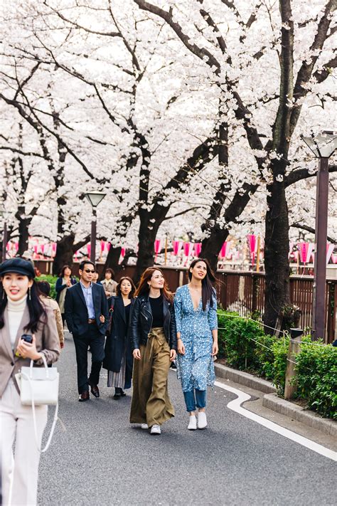 Our Cherry Blossom Experience At The Famous Meguro River in Tokyo ...