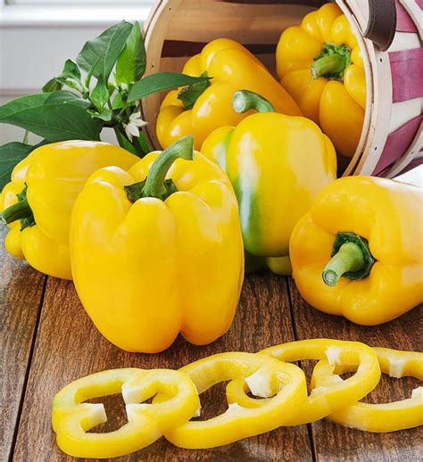 Golden Star Bell Pepper Transplant Linden Lane Farms