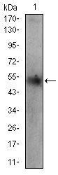 PLIN2 Antibody Purified Mouse Monoclonal Antibody WB IHC FC ICC E