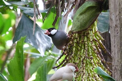 08 Padda De Java Lonchura Oryzivora Java Sparrow Flickr