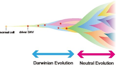 A Temporal Shift Of The Evolutionary Principle Shaping Intratumor