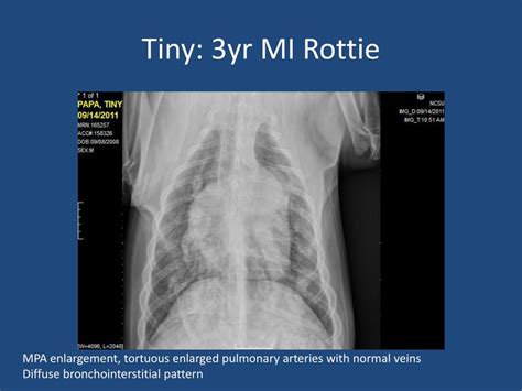 Ppt Heartworm Disease Powerpoint Presentation Free Download Id2066943