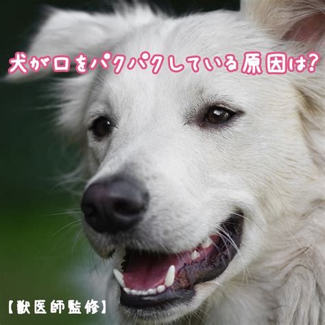 【獣医師監修】犬が口をパクパクしている原因は？ハエ噛み行動には注意！