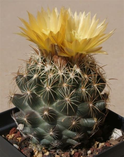 Pima Pineapple Cactus Plant Coryphantha Scheeri Var Cacti And