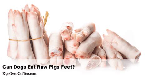 Can Dogs Eat Raw Pig Feet? - K9sOverCoffee