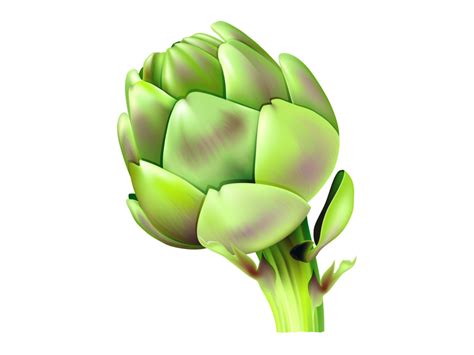 Artichoke Png Transparent Image