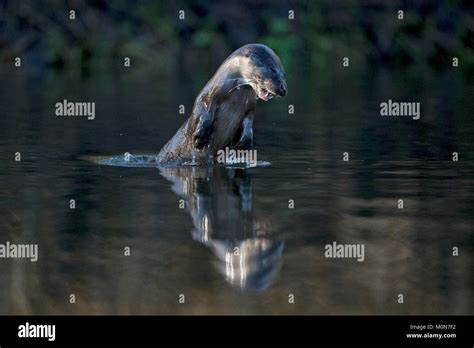 Pesca de nutria fotografías e imágenes de alta resolución Alamy