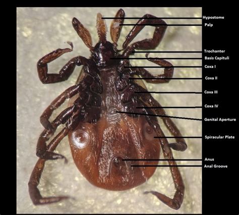 Blacklegged Tick Anatomy And Identification Tickipedia