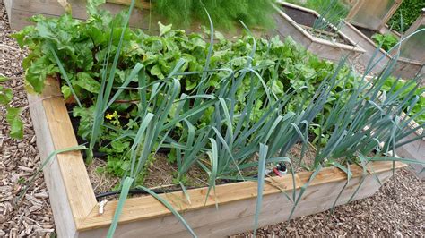 Potager surélevé tout ce quil faut savoir pour bien le réussir