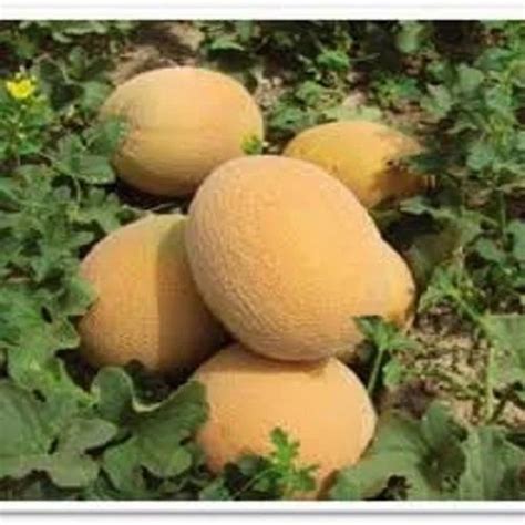 Yellow Arffa 97 F1 Hybrid Muskmelon Seeds Packaging Type Poly