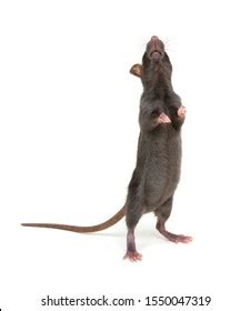 Rat Standing On Hind Legs On Stock Photo 1550047319 | Shutterstock