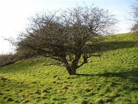 Hawthorn Tree Pictures, Facts & Images on Hawthorn Trees