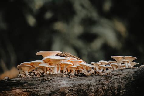 So Lagern Sie Frische Champignons Richtig Wichtige Tipps Und Tricks