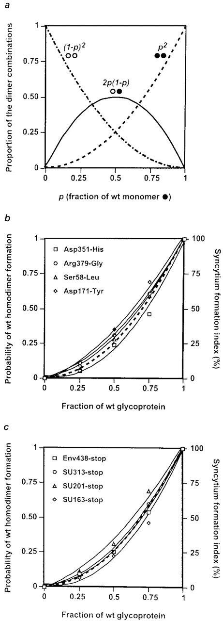 Random dimerization in cells coexpressing the wt HTLV-1 glycoprotein ... 