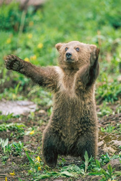 Grizzly Bear Arms Tom Murphy Photography