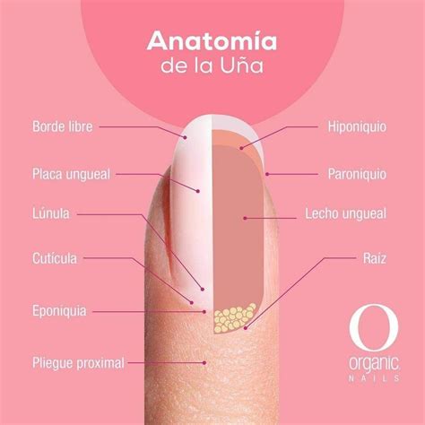 Pin De Nallibe Santos En Anatomia De La U A Manicuras De Gel Cuidado