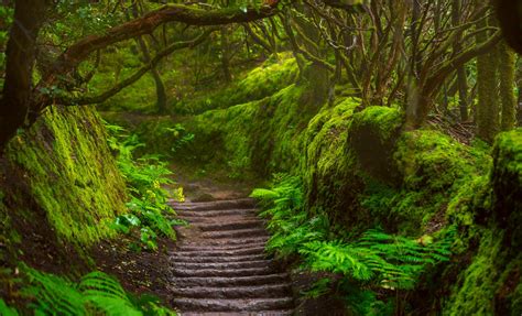 Anaga Coast and Forest | Tenerife, Santa Cruz, Canary Islands Shore ...