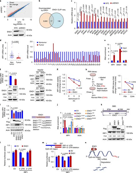 Eno1 Degrades Irp1 Mrna As An Rna Binding Protein A Scatter Plot