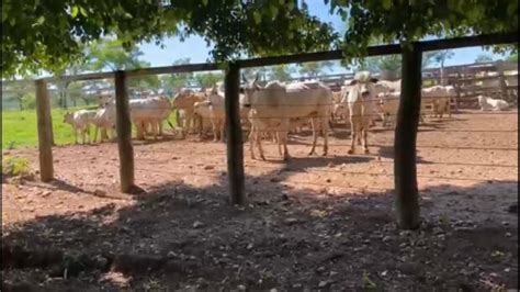 Batalhão Rural prende 8 pessoas 2 t de carnes estragadas em