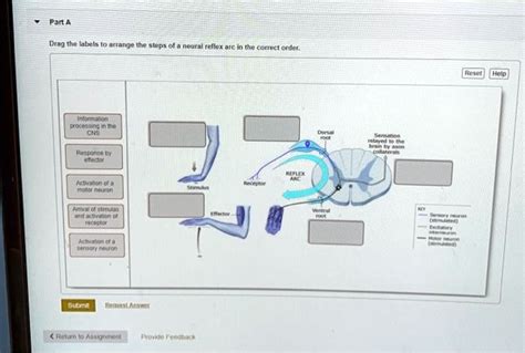 Solved Parta Drag The Labels To Arrange The Steps Of A Neural Reflex