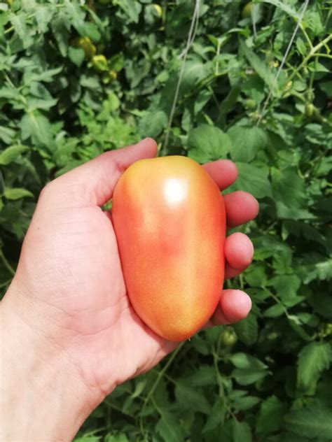 Tomate Taino F1 Lenovo Seeds