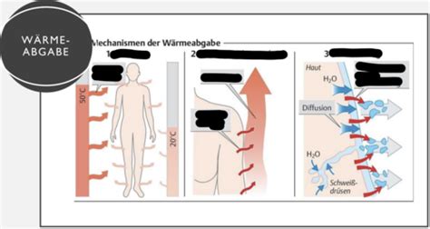 W Rmehaushalt Des Menschlichen K Rper Karteikarten Quizlet