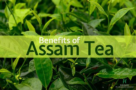 Health Benefits Of Assam Tea Top 07 Health Benefits Of Assam Tea