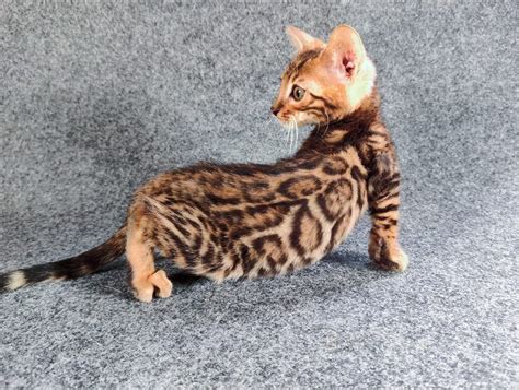 Evolución De Los Gatos Bengalíes Gato Bengalí Lepardland