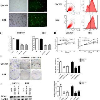 Knockdown Of Hotair Decreased Cell Migration And Invasion Potential In