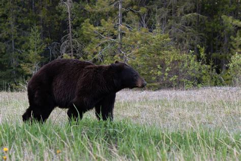 Bears Are Pansies But Don't Be a Bully. - The Trek